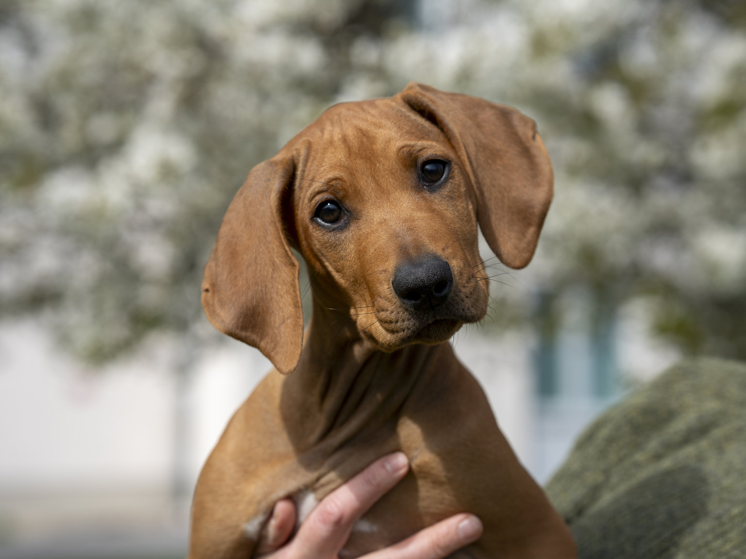 Rhodesian Ridgeback Mix Valp
